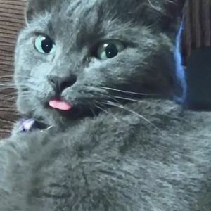 Meet your Posher, Cat